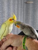 Handzahmes und liebes Nymphensittich Paar sucht liebevolles neues Zuhause mit allem Zubehör was man braucht in 52457