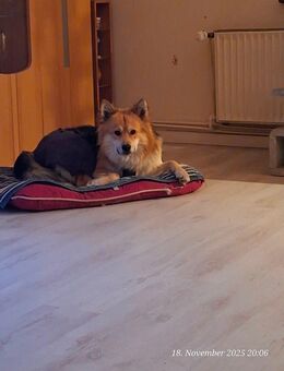 Mischlingsrüde 21 Monate alt - Asendorf (Landkreis Diepholz)