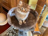Edelmix Kätzchen sibirische Katze und Heilige Birma - Wesel