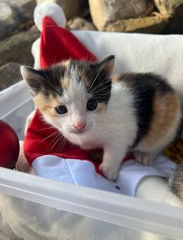 Katzenbaby - Seegebiet Mansfelder Land