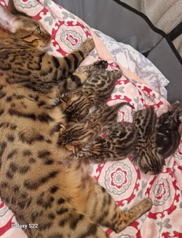 Bengal Katzen geboren 29.06.2025 - Hamburg