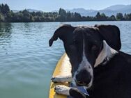 Juno sucht ein neues Zuhause - Karben