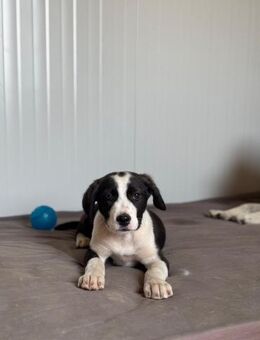 🐶 Verspielter Welpe Jessica sucht dich - Eislingen (Fils)