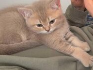 Süßer bkh kitten sucht ein liebevolles zuhause - Kiel
