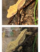 Correlophus ciliatus Kronengecko 0.0.3 in 29303