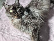 Maine Coon junge Rentnerin - Bissendorf