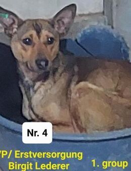 Tiffany kleines, feines Mädchen - Köln