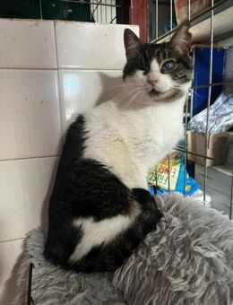 Handicap Katze Ida aus dem Tierschutz - Grevenbroich