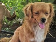Traumhund RIO sucht sein 4-ever Home - München