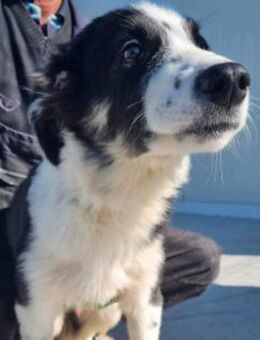 Cody von kettenlos - Bollingstedt