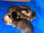 Britisch Kurzhaar Kitten zu verkaufen - Kassel Oberzwehren
