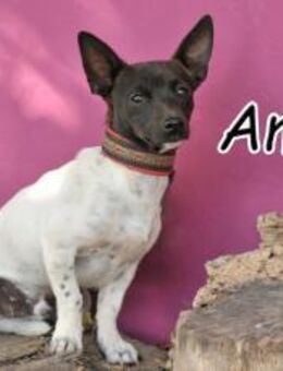 Amygo sucht sein Zuhause ❤️ - Essingen (Rheinland-Pfalz)