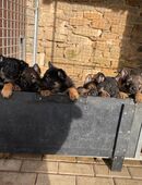 Schäferhundwelpen mit geraden Rücken, aus nachweislich gesunden Blutlinien! in 35315