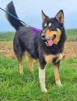 Silke sucht ein aktives Zuhause - Schwarmstedt