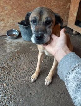 Bärbel sucht GNADENBROT-PLATZ - Weilheim (Oberbayern)