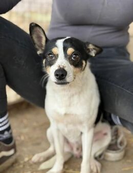 Foltos LM kleiner Hund mit großem Herz - Neustadt (Rübenberge)