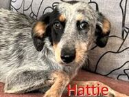 HATTIE ❤ sucht Zuhause oder Pflegestell - Langenhagen