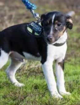 FLOPP-SI fröhliches Kerlchen - Neustadt (Rübenberge)