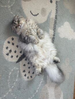 Wundervolle Jungkatze sucht liebevolles Zuhause - Wermelskirchen