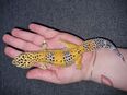 Super zahme XXL Leopardgeckos echte super giant in 41363