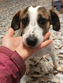 Lebensfreudige Rozi sucht Familie - Olsberg