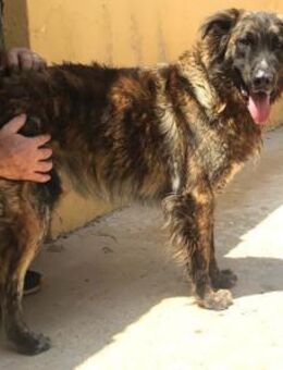 Paco - Schäfer-Herdenschutzhund-Mix - Bad Camberg