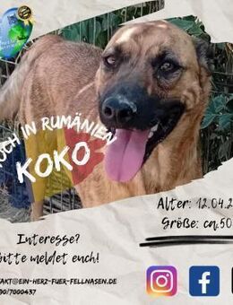 KOKO - vom Waisen zum Kokobello - Waakirchen