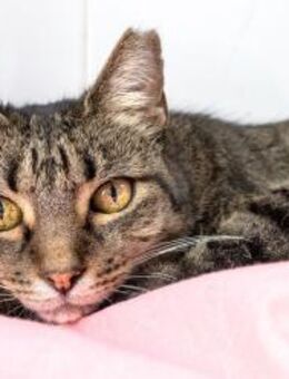 Katze Inda - als Einzelkatze - Bochum