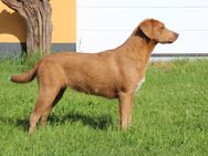 Aussiedor Junghündin im schönem foxred Labrador x Australian Shepherd - Marlow