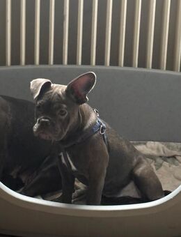 Lilli sucht ein neues Zuhause - Coburg