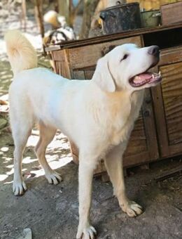 Knut - verschmustes, weißes Wölkchen - Berlin