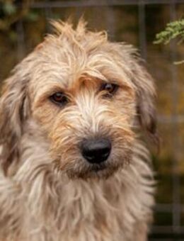 Wer verliebt sich in unsere süße Hummel? - München