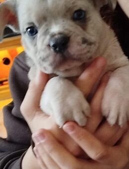 Französisch Bulldog Rüde sucht sein 5 Sterne zu Hause - Heide