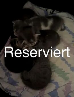 Süße, verspielte Babykatzen abzugeben - Spelle