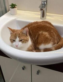 Fliip , ein sanfter , verspielter Kater - Unterföhring