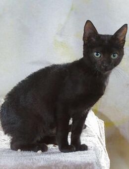 Paulo, ein süsses Katerchen - Brunstorf