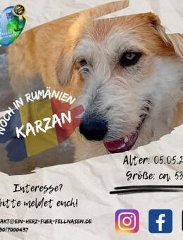 KARZAN - möchte das Hunde-ABC lernen - Waakirchen