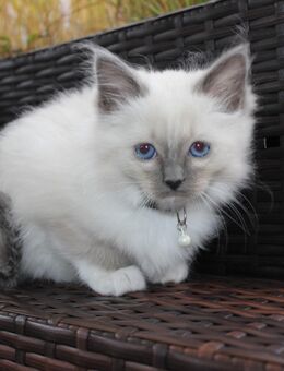 Zauberhafte Heilige Birma Kitten suchen ein liebevolles Zuhause - Friesoythe Zentrum