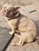 Französische Bulldogge Deckrüde in der Farbe isabella in 26721