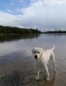 Schneeweißer Labrador Deckrüde gekörter Multichampion - Hamburg Bergedorf