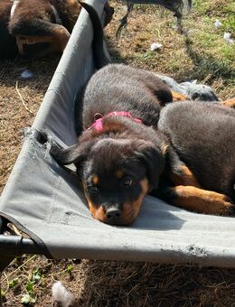 Rottweiler Welpen suchen ein Neues zuhause - Bremen