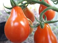 Sibirisches Birnchen, Tomate, Tomatensamen - Oldenburg