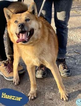 Huszár - aktiv, lernfreudig - Rheine