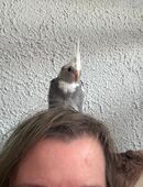 Nymphensittiche in 42697