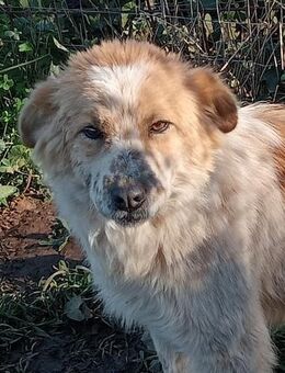 Kira 💚💚💚 ruhiges liebes Hundemädchen - Bad Karlshafen