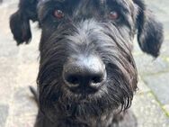 Laika, Riesenschnauzer (geb. 02/2017) - Pegnitz