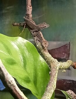 Bahama-Anolis, Anolis sagrei - Darmstadt