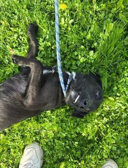 Rohdiamant Bongo - Ellerbek