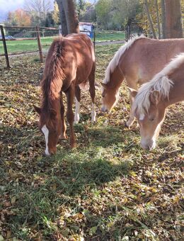 Edelbluthaflinger Hengstfohlen - Bad Sulza Auerstedt