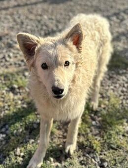 Jungrüde Tibor 💗 humorvoll & lebensfroh - Hamburg